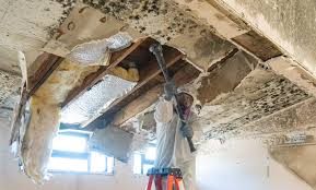 Best Commercial Mold Inspection  in Plano, IL